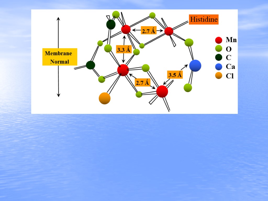 3.3 Ǻ 3.5 Ǻ 2.7 Ǻ 2.7 Ǻ Membrane Normal Histidine Mn Ca O